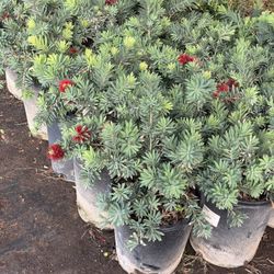 Little John 5 Gal Bush