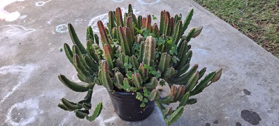 succulent plant