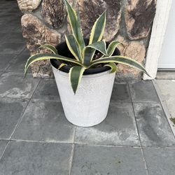 Nice Backyard Plant