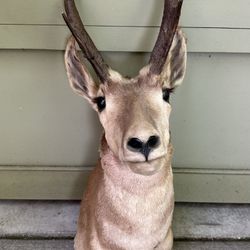 Pronghorn Antelope Taxidermy Shoulder Mount Vintage