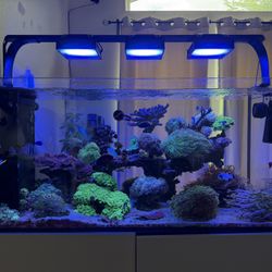 Redsea Reef Tank for Sale
