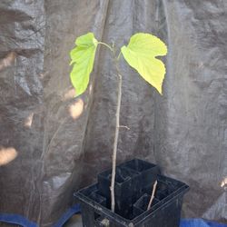 Oscar Mulberry Plant