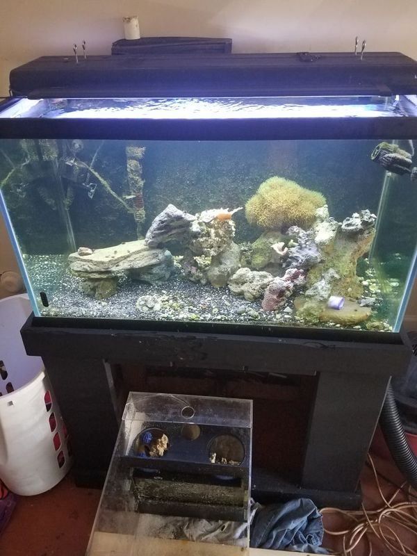 Salt water aquarium for sale for Sale in Miami, FL - OfferUp