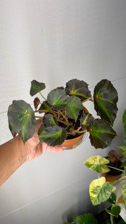 Begonia “boyfriend”