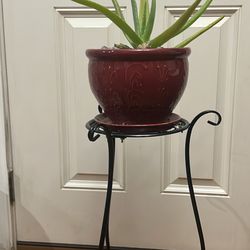 Aloe Vera Plant 🪴 With Stand