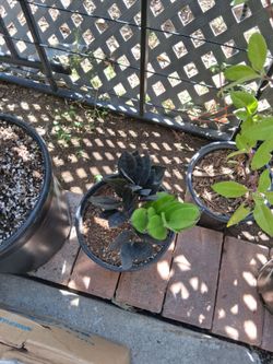 Black ZZ plant