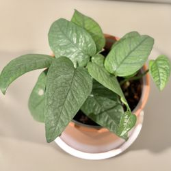 Beautiful Cebu Blue Pothos In Ceramic Pot