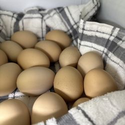 Chicks