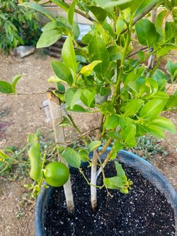Key lime/mexican lime. Limón mexicano