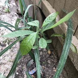 Avocado Plant 