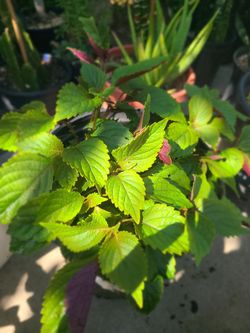 Edible Herbs And Mints And Loquat Tree