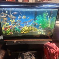 29 Gallon Aquariums/fish Tank 