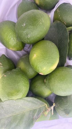 Lemon Lime Grafted Crossbred