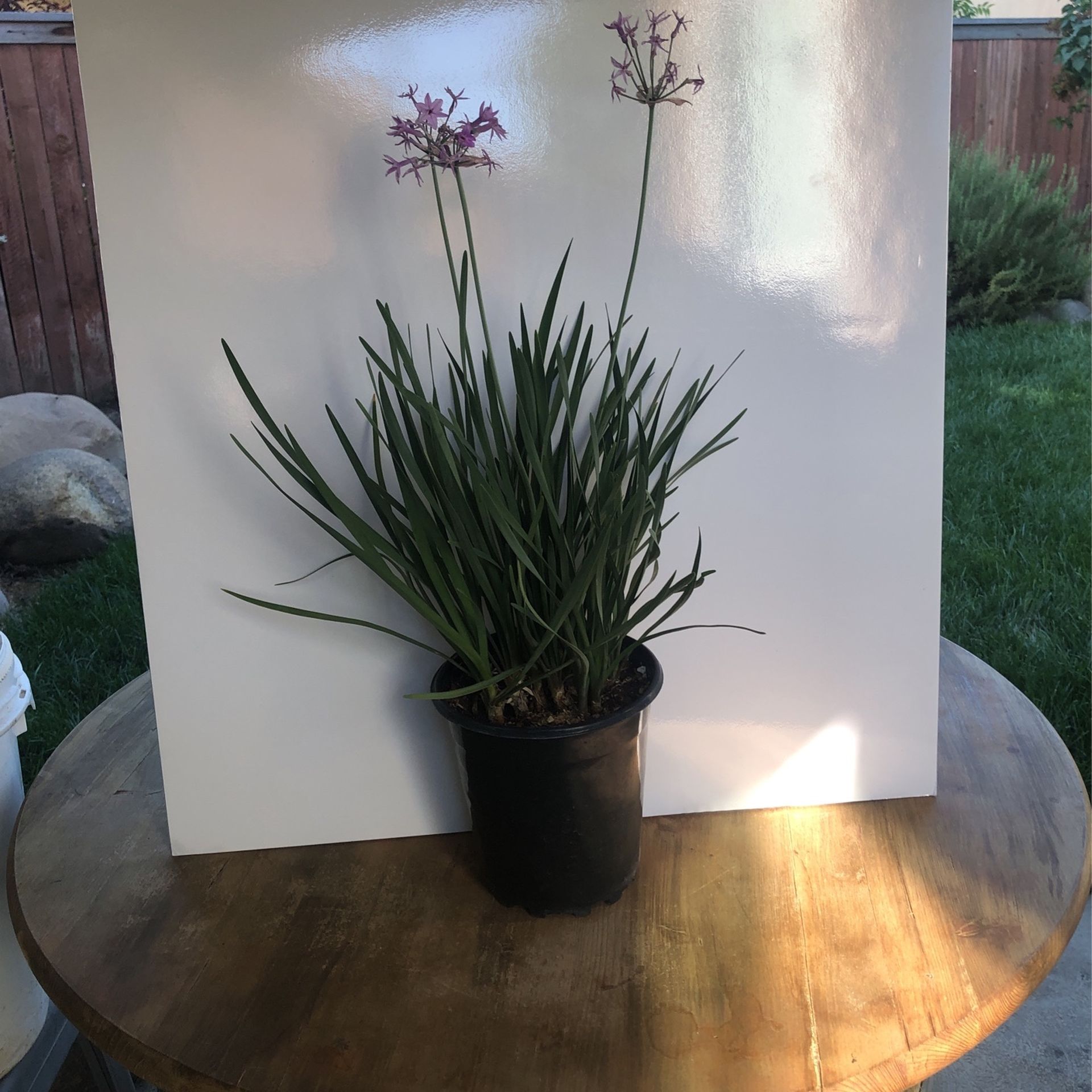 Society Garlic Plant on gallon Pot