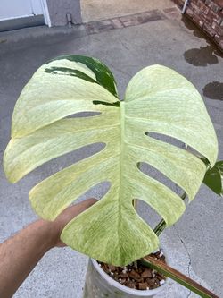 Monstera Deliciosa x Borsigiana Mint 