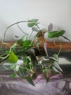 Plant cuttings