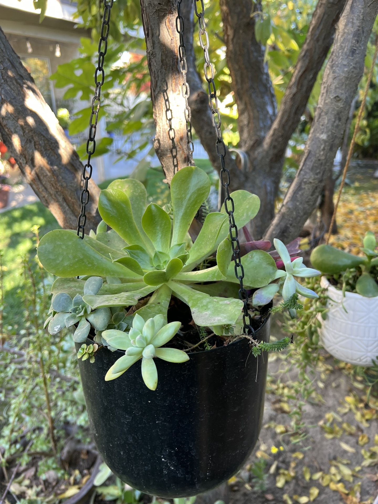 Hanging Succulent