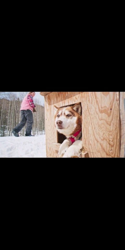 Hey Alaskan Dog House