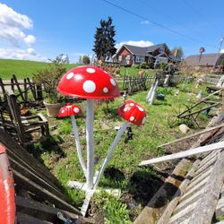 Giant Garden Mushrooms 