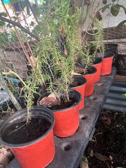 Plantas romero orégano aguacate limón