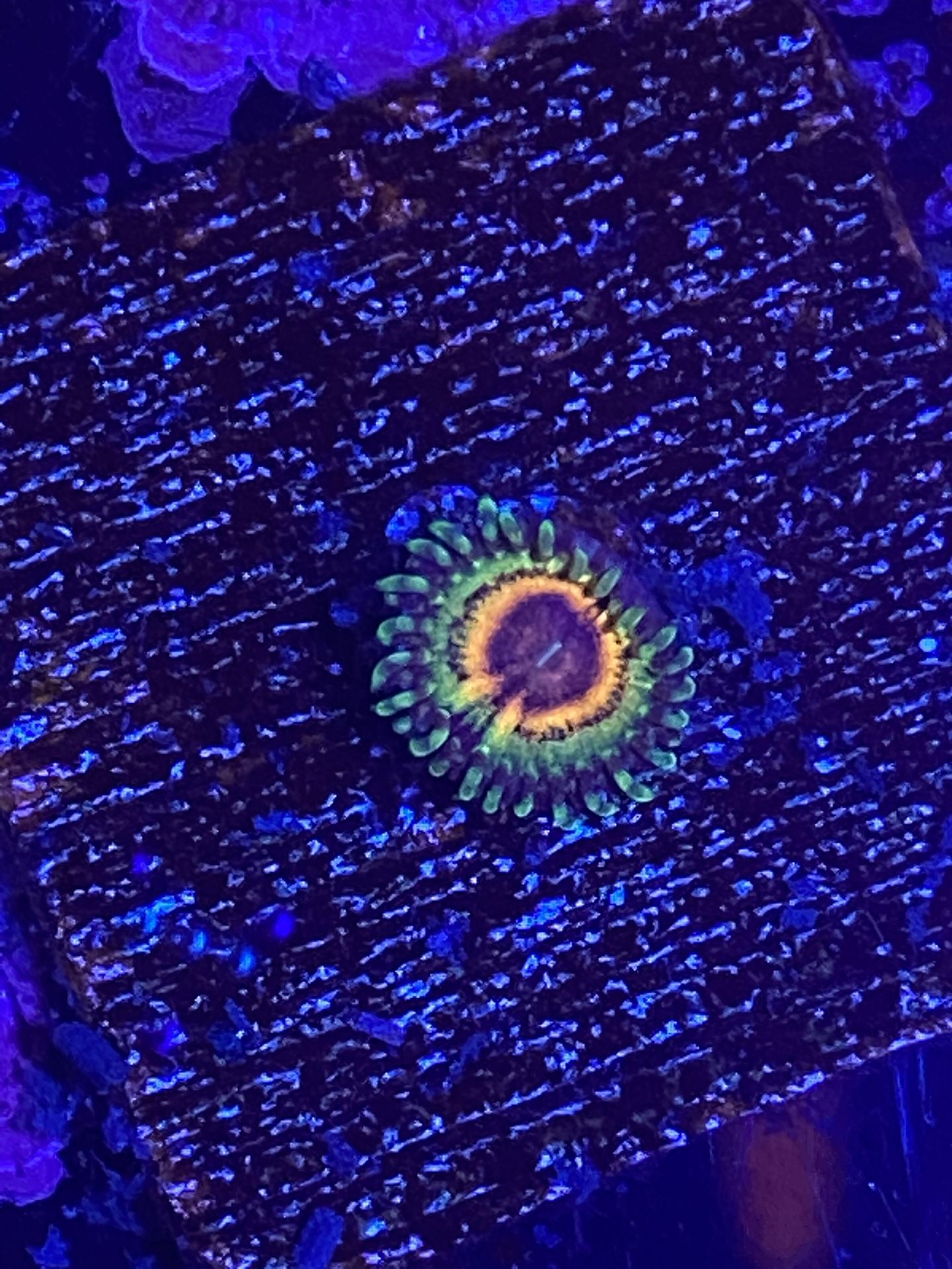 Fake Coral
