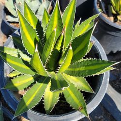 Agave