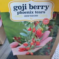 Goji BERRY PLANT 