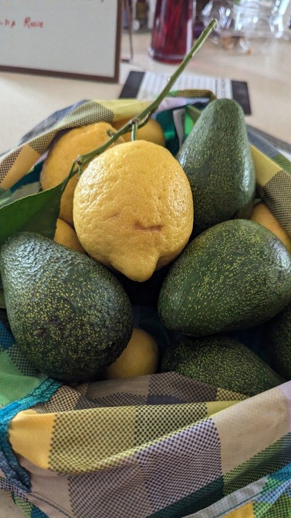 Fuerte avocados From Backyard Tree