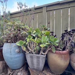 Big Potted Plants