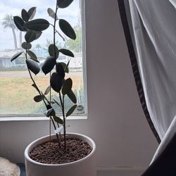 Potted Indoor Plant 