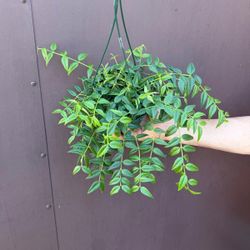 6” hoya bella