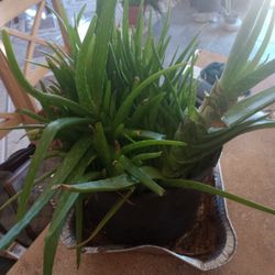 Pots Of Aloe Vera Plants 
