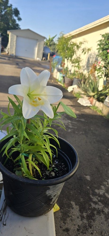 White Lily Plant