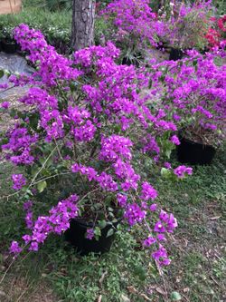 Purple Bougainvillea Bushes