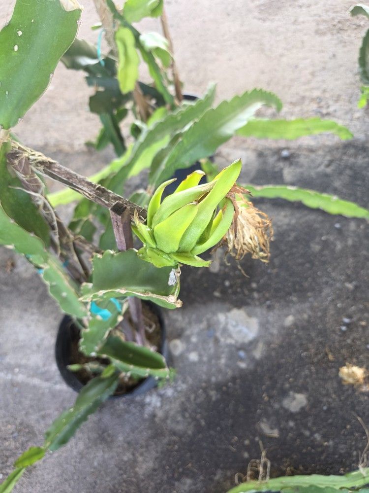 Fruit Dragon Red Cactus 5gallon