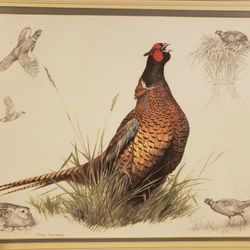 Framed Pheasant Print
