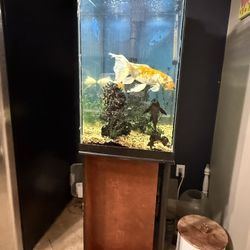Fish Tank 
