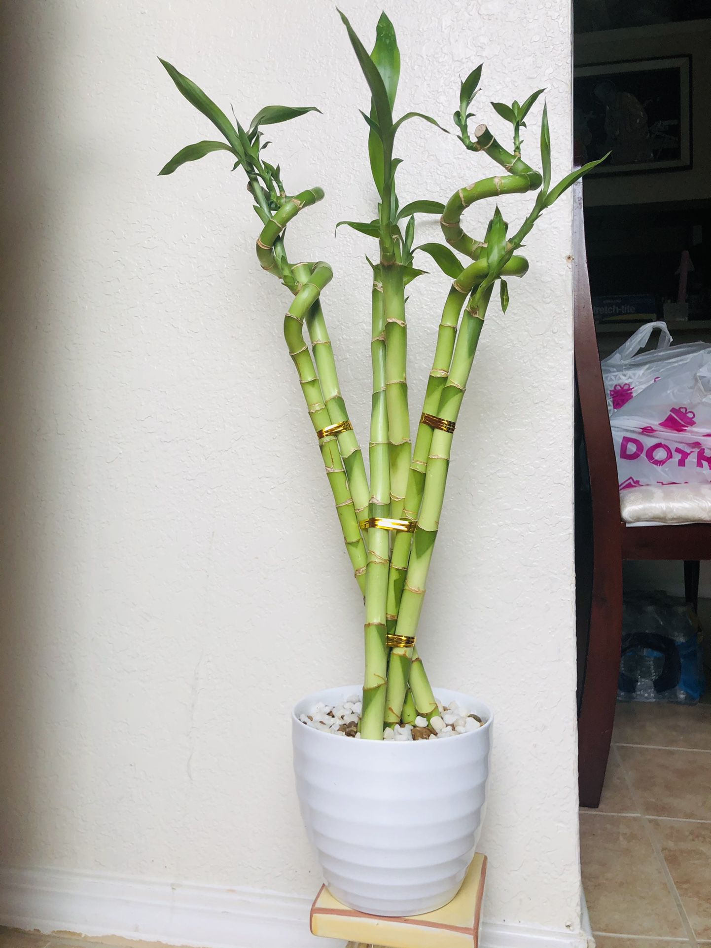 Large bamboo Plant For Sale 