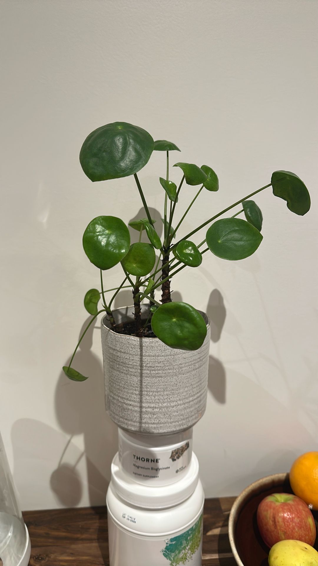 Pilea Plant