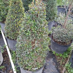 Sale! Cone Shape Topiary $55.00