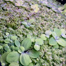 Freshwater Aquarium Plants - Salvinia, Duckweed And Water Lettuce