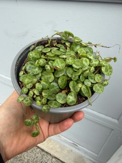 String of turtles