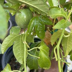 Passion Fruit Tree - Passion fruit is an exotic purple fruit that can be a healthful addition Passion fruit is an exotic purple fruit that can be a