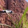 EDubb