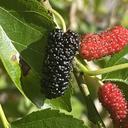 Mulberry Trees