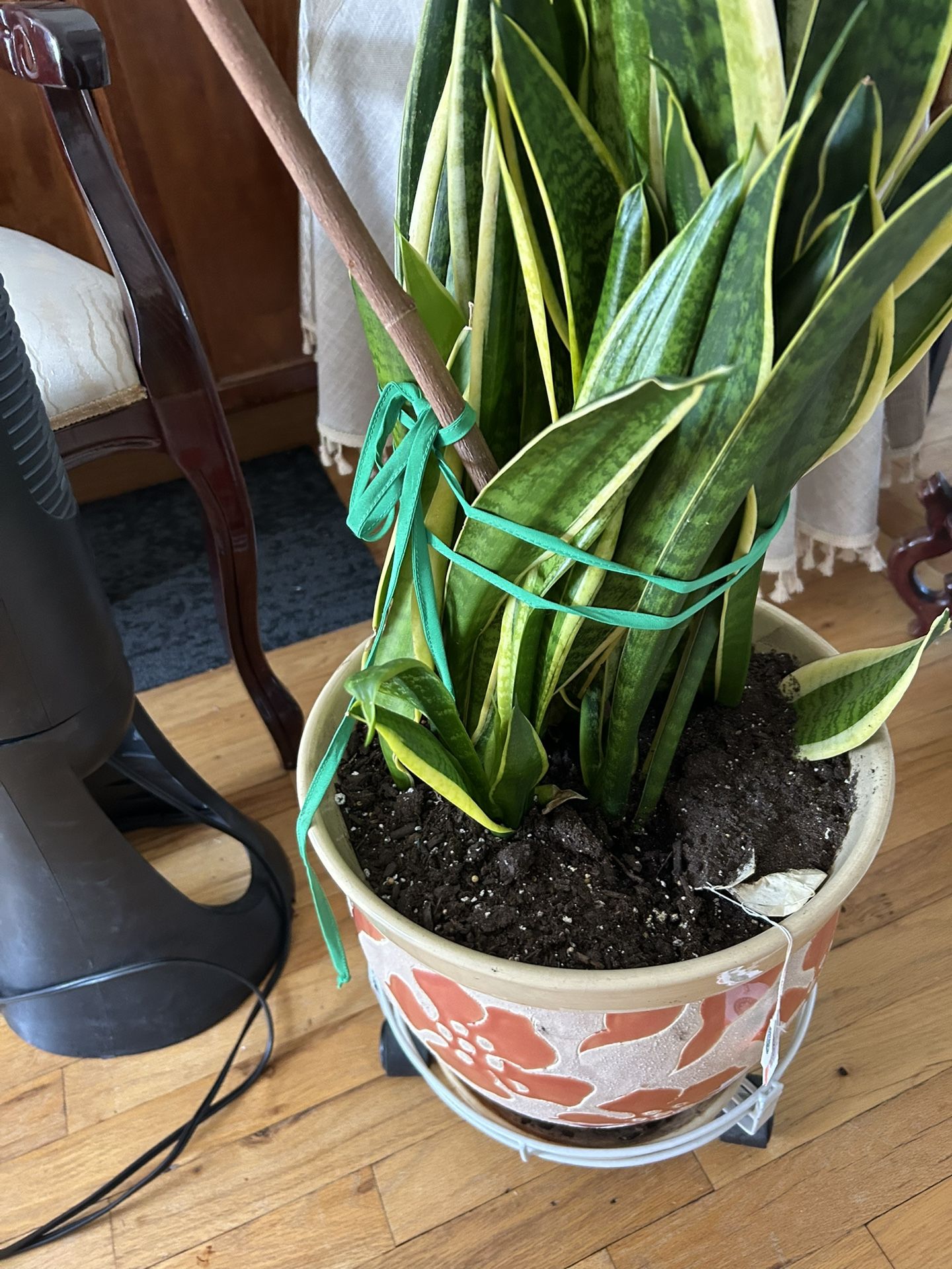 snake plant
