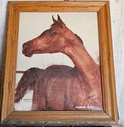 Framed Picture Of Horse - Padrons Rose