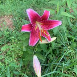 I Have too many Flowers