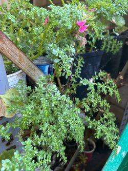 Planta