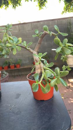 Succulent Plant